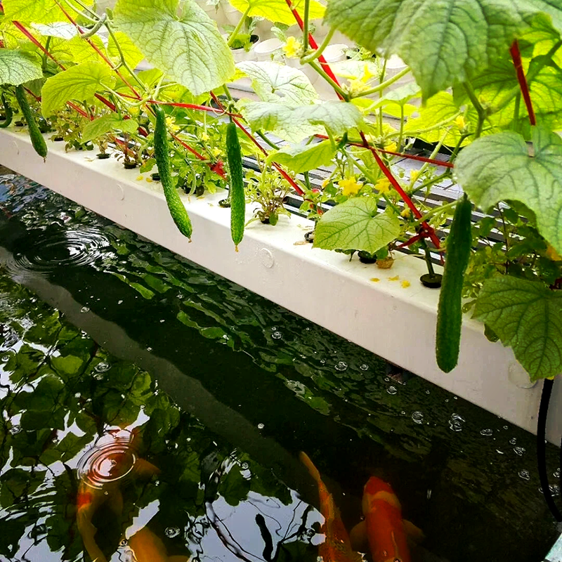大同市玻璃大棚鱼菜共生 - 一站式服务